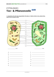 Haben sie das in ihrer tasche? Cytologie Tier Und Pflanzenzelle Unterrichtsmaterial Im Fach Biologie Pflanzenzelle Biologie Biologie Unterrichten