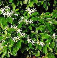 Image result for Tabernaemontana penduliflora