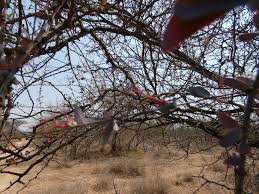 Image result for Erianthemum virescens