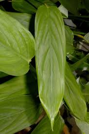 Image result for Marantaceae