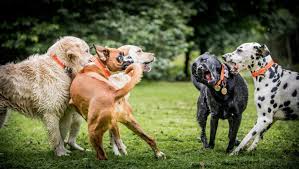 17th street ammon, id 83406 208.552.1333; How To Tell Which Dog Is Alpha Dog Pack Hierarchy Cesar S Way