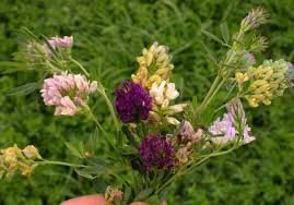 Image result for Medicago sativa