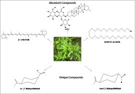 Image result for Enydra fluctuans