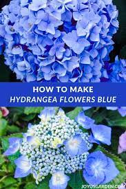 Hydrangea Color Change How To Turn The Flowers Blue Hydrangea Color Change Hydrangea Colors Hydrangea Not Blooming