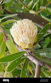 Image result for Scolopia mundii