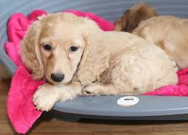 All of our breeding dogs are akc registered. Kennel Club Registered Champion Miniature Dachshund Long Haired
