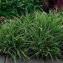 Variegated Sedge Finegardening Ornamental Grasses Carex Ice Dance Grasses Landscaping