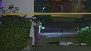 Lady gaga is offering $500,000 for the return of her two french bulldogs after someone stole them and shot the man who walked her dogs. Lady Gaga S Dog Walker Critically Injured Bulldogs Stolen In Hollywood Youtube