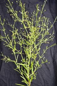 Image result for Oldenlandia herbacea