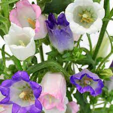 Assorted Campanula Flowers Fiftyflowers Com