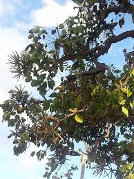 Image result for Araliaceae