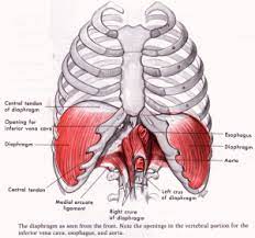 Two of the most notable organs behind the left side of the rib cage are the left lung and the spleen. Respiratory Dysfunction In Swimmers Coast Sport