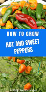 How To Grow Hot Peppers And Sweet Peppers Stuffed Hot Peppers Stuffed Sweet Peppers Growing Hot Pepper