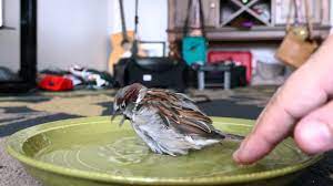 Have you found a baby bird and don't know what to do with it? Bath Time For Sparky The Sparrow Youtube