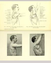 Side View Of The Trunk With The Arm Raised At A Right Angle And Above The Head From A Handbook Of Anatomy For Art Students By Art Anatomy Human Drawing Art Love to see what god has knitted and woven together in the muscle structure!! a handbook of anatomy for art students