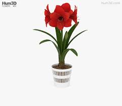 3d Model Of Amaryllis 3d Model Amaryllis Scene Setup