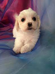 Ironically, it was named after its looks because there is absolutely no fierceness to this adorable dog breed. Shih Tzu Bichon Puppies For Sale Shih Tzu Bichon Breeder In Iowa