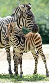 Outlook Office Skype Bing Breaking News And Latest Videos Animals Animals Wild Baby Animals