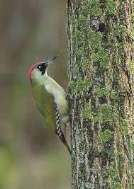 Just press play and controls will appear at the bottom of your page. Picchio Verde Hummingbird And Flowers Bird Watching Birds