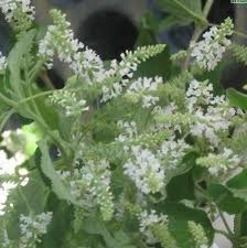 Image result for Buddleja asiatica