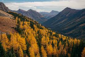 Maybe you would like to learn more about one of these? 5 Fall Larch Trees Hikes Near Calgary