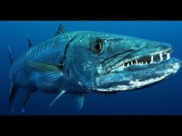 Any large marine fish of the genus sphyraena that have elongated bodies, a projecting lower jaw. Facts The Great Barracuda Youtube