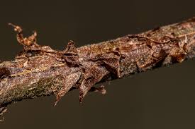 Image result for Christella gueinziana