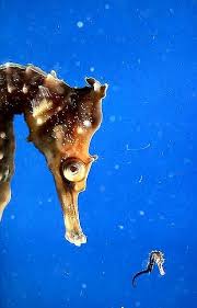 Deniz Ati Animals Beautiful Animals Seahorse