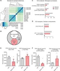 long noncoding rna neat1 mediates neuronal histone