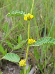 Image result for Waltheria indica
