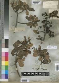 Image result for Ozoroa nitida