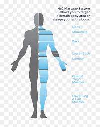 Human leg human leg muscles diagram. Massage Hydrotherapy Human Body Diagram Body Muscle Anatomy Therapy Text Human Anatomy Png Pngwing