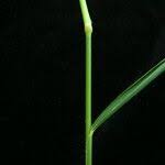 Image result for Arundinella nepalensis