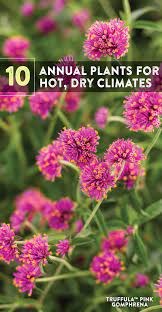 This article covers ways of coping with the annoyances and avoiding the dangers. 10 Annual Plants For Hot Dry Climates Annual Plants Plants Dry Climates