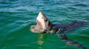 A swimmer has been attacked by a suspected bull shark in a perth river. Teen Attacked By Shark At Perth Beach Sunshine Coast Daily