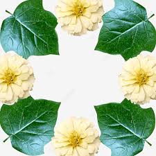 Produce particolari infiorescenze costituite da una lunga spata bianca,arrotolata attorno ad una pannocchia di fiori bianchi. Cornice Di Fiori Bianchi E Foglie Verdi Fiore Potere Dei Fiori Pianta File Png E Psd Per Download Gratuito
