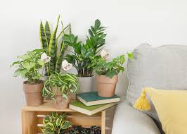Please donate to support our 'plants to save the planet' project. Wild Interiors The Best Houseplants For Your Light Level