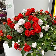 Image result for Impatiens briartii