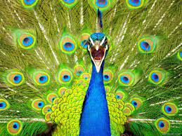 30 Incredible And Award Winning National Geographic Animal Photography Examples Peacock Color Scheme Brown Color Palette Color Schemes