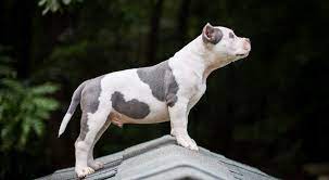 How much is it to get a doberman ears cropped? Ear Cropping Essential Tips For Puppy Owners Bully Max