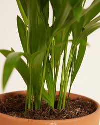 Image result for Dypsis lutescens