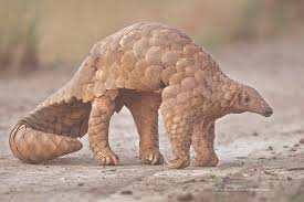 I never thought i'd see armadillos this cute :o. World Pangolin Day