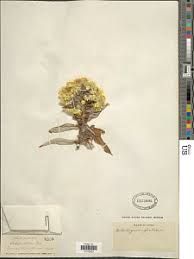 Image result for Psorospermum mechowii