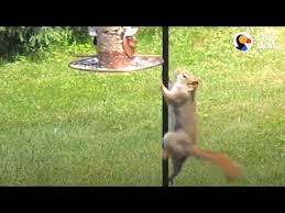 Apr 27, 2013 · thanks for sharing these helpful solutions. Persistent Squirrel Won T Stop Until He Reaches Bird Feeder The Dodo Youtube