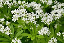 Anti Moustiques Anti Guepes Quels Sont Les Insecticides Ecolos Cote Maison