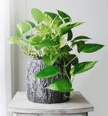 Maybe you would like to learn more about one of these? Pothos Care Growing Guide For Pothos Plants Garden Design