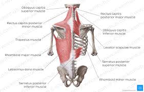 The human back, also called the dorsum, is the large posterior area of the human body, rising from the top of the buttocks to the back of the neck. Back Muscles Anatomy And Functions Kenhub