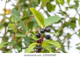 Image result for Acokanthera