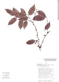 Image result for Chaetocarpus