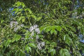 Image result for Melia azedarach